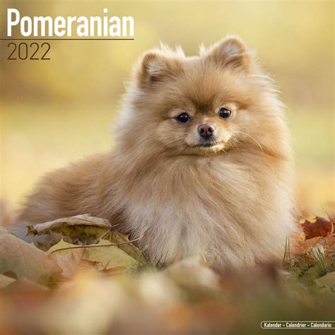 Pomeranian Calendar 2022